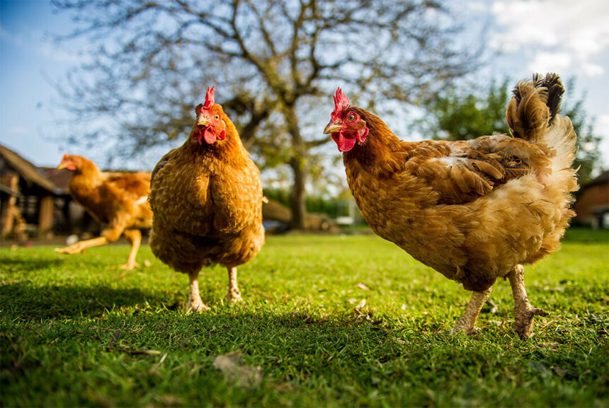 Saiba mais sobre a criação de galinhas