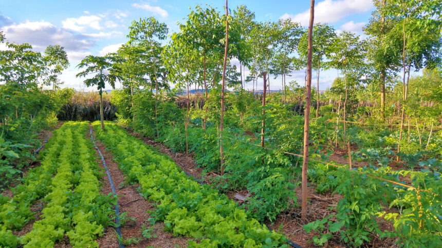 agrofloresta - buscar rural