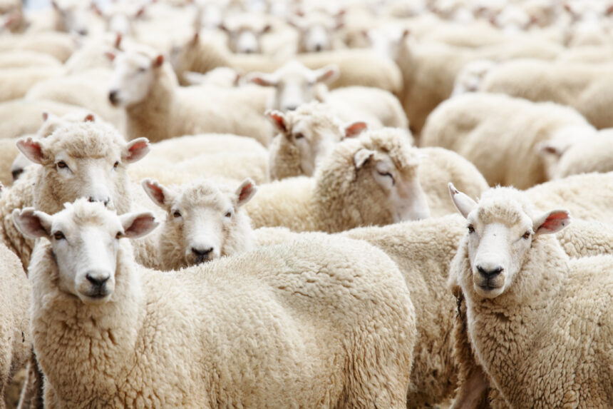 Buscar Rural - ovinos - criação de ovelhas