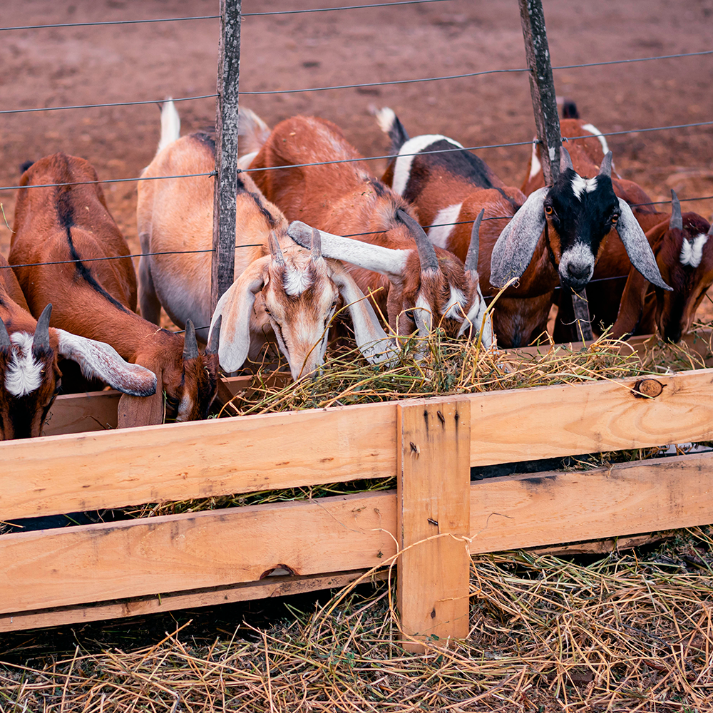 Seis cabras marrons se alimentando em cochos de madeira.
