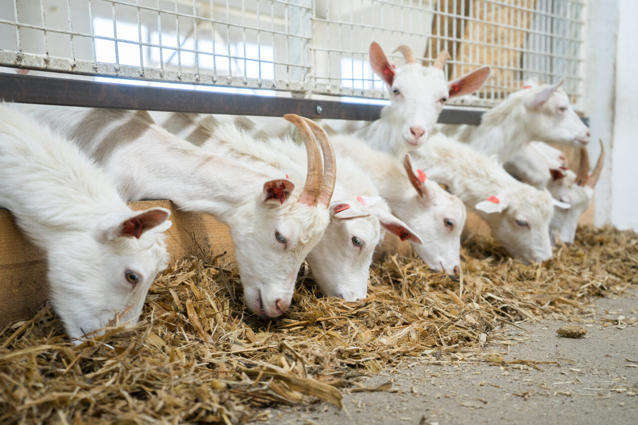 Blog-Buscar-Rural-criação-de-cabras-e-derivados-desse-leite-ganham-mercado
