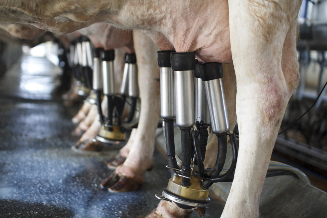Comece-com-um-rebanho-pequeno-para-investir-em-leite-Blog-Buscar-Rural