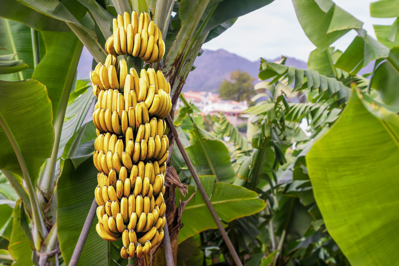 Fruta-mais-consumida-no-Brasil-banana-tem-espaço-para-crescer-Blog-Buscar-Rural