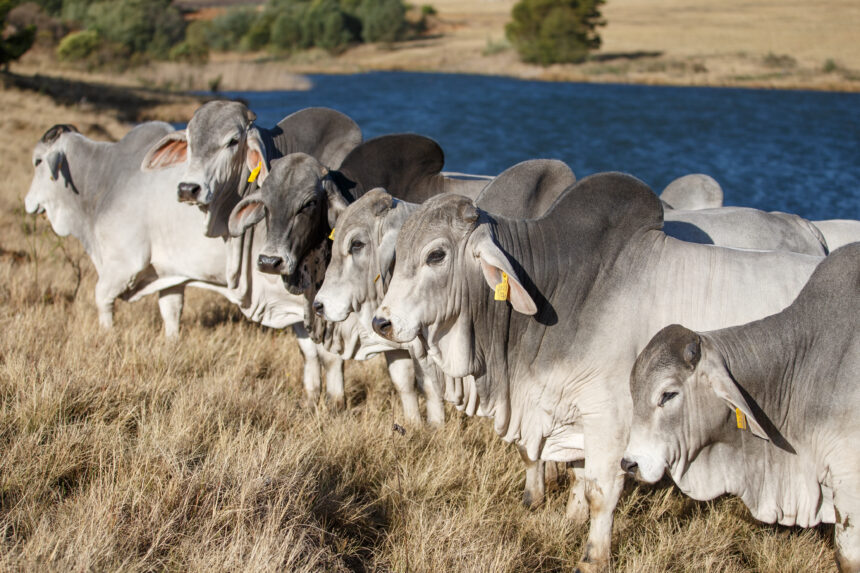  Dócil-e-de-fácil-manejo-Brahman-se-destaca-pela-qualidade-da-sua-carne-Blog-Buscar-Rural