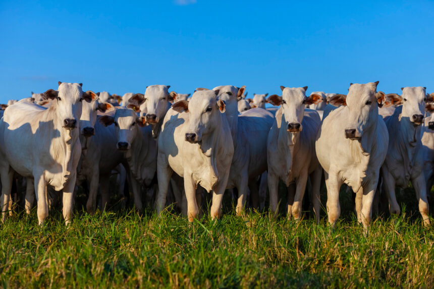 Melhoramento-Genético-Animal-rebanho-mais-produtivo-e-rentável-Blog-Buscar-Rural