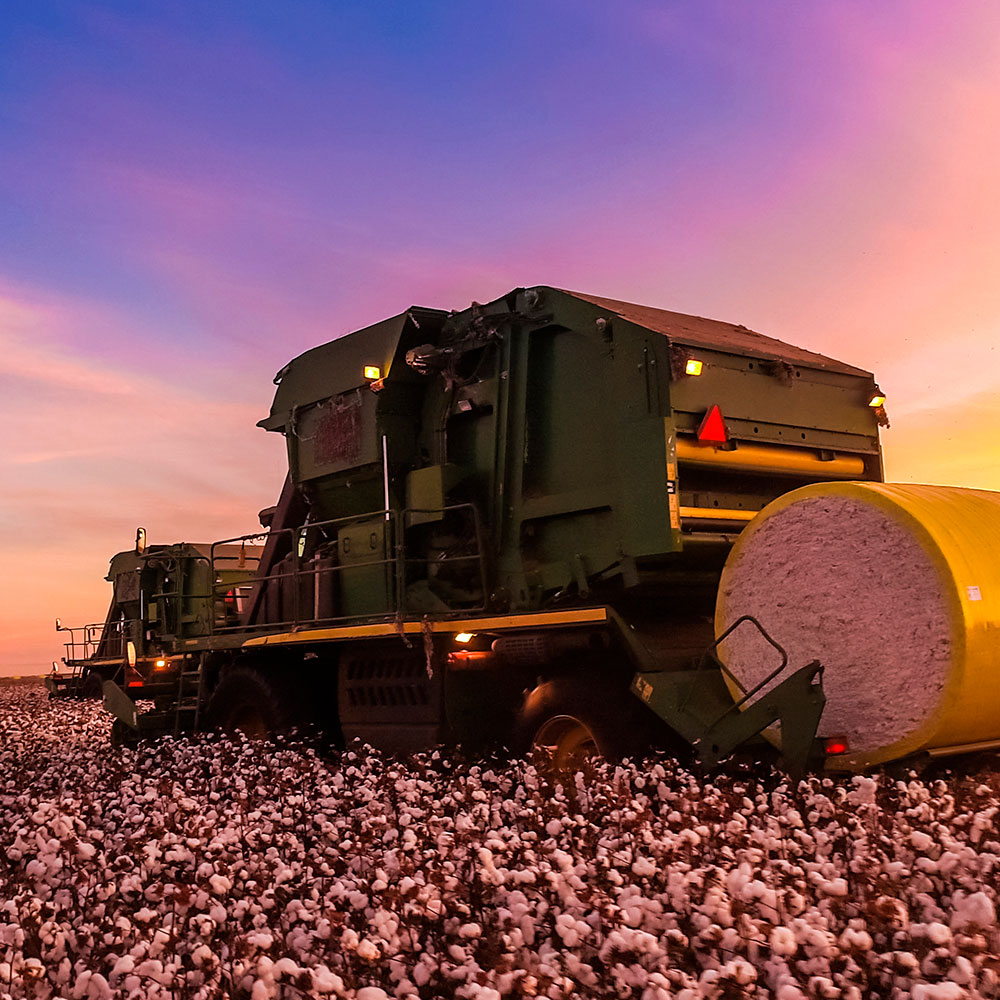 A nova safra de algodão deve superar a dos EUA