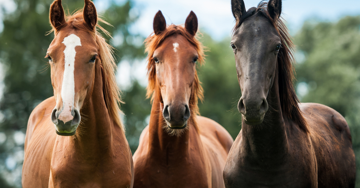 Três raças cavalos diferentes