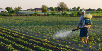 Defensivos agrícolas salvam a lavoura das pragas