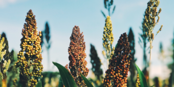 Sorgo é o grão substituto do milho