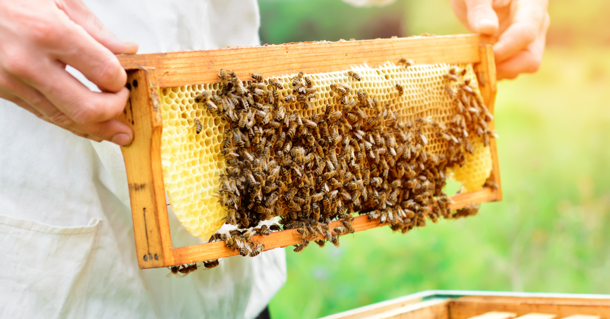 Caixa com abelhas produzindo mel