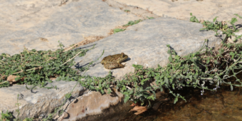 sapo na pedra, próximo a água