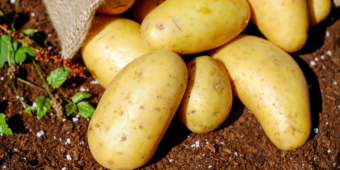 batatas amplamente produzidas e consumidas no Brasil e no mundo