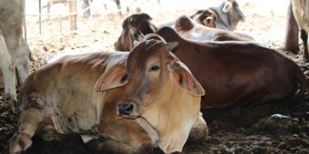 gado de corte brasil tem potencial para ser maior produtor do mundo