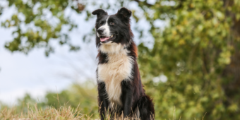 conheça 5 raças de cães perfeitas para o pastoreio