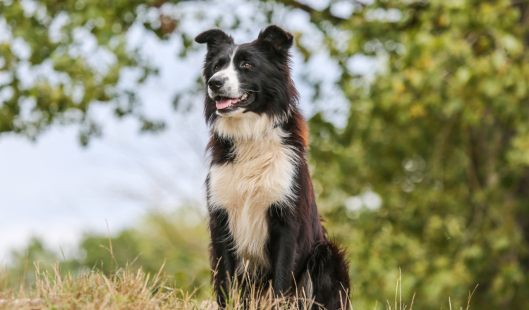 conheça 5 raças de cães perfeitas para o pastoreio