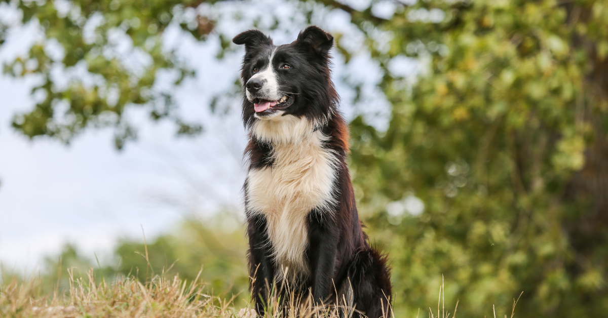 conheça 5 raças de cães perfeitas para o pastoreio