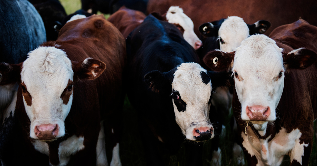 doenças em bovinos causam prejuízos ao produtor