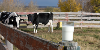 saiba como como o clima afeta a produção de leite