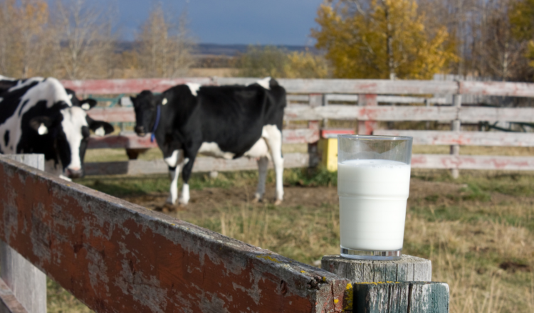 saiba como como o clima afeta a produção de leite