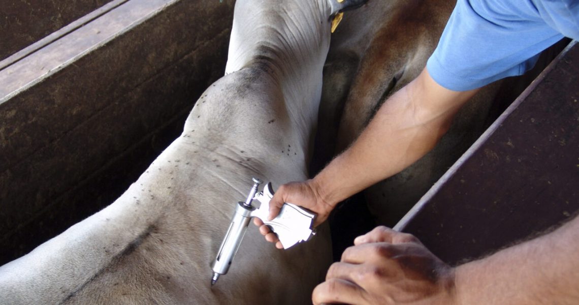 Blog-Buscar-Rural-Vacinação-do-gado-garante-lucratividade-saúde-do-rebanho