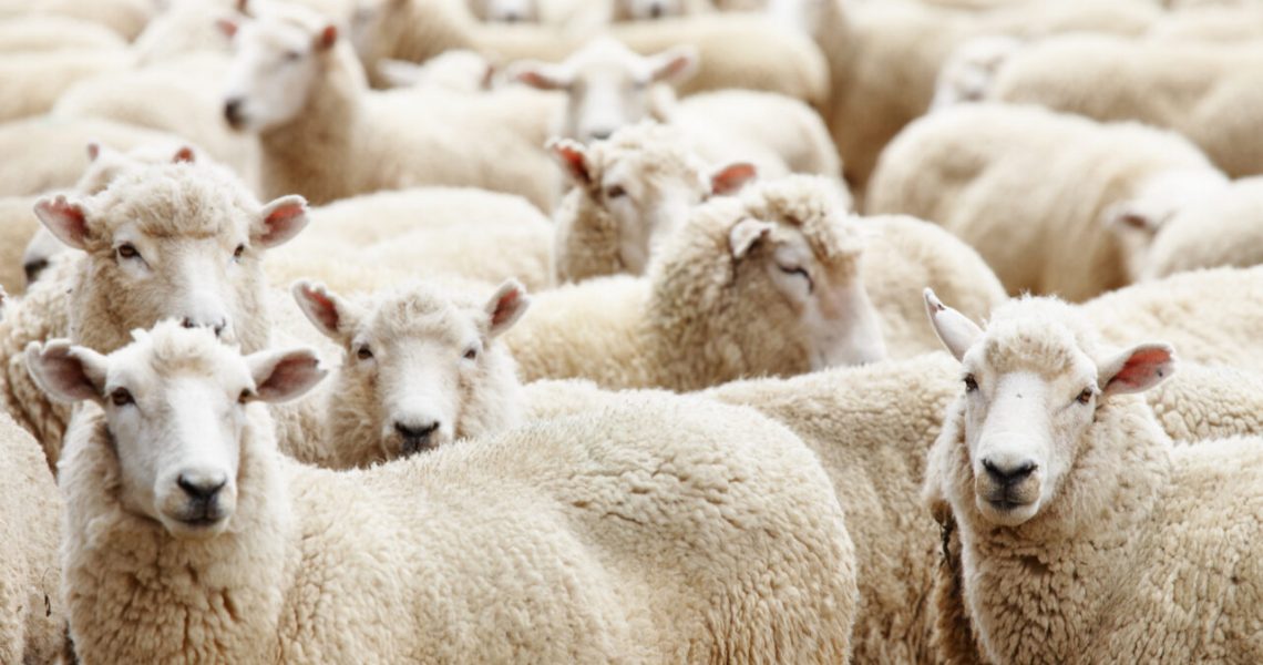 Buscar Rural - ovinos - criação de ovelhas