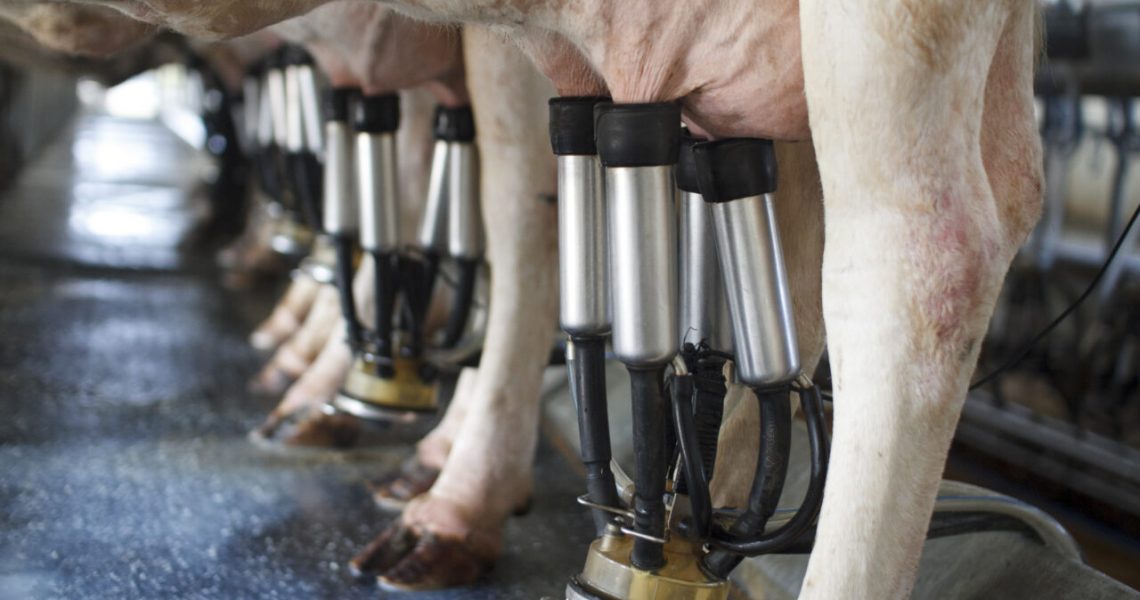 Comece-com-um-rebanho-pequeno-para-investir-em-leite-Blog-Buscar-Rural