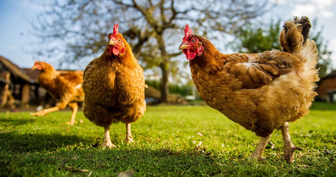 Saiba mais sobre a criação de galinhas