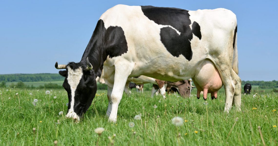 Vaca Holandesa - Buscar Rural