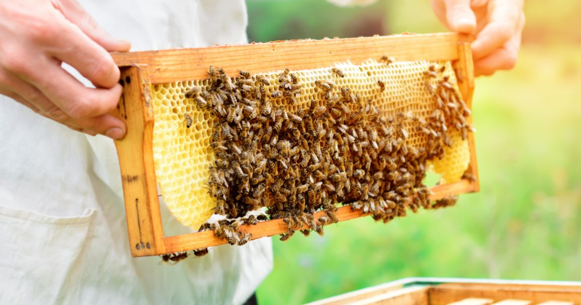 Apicultura é atividade essencial para produção de mel